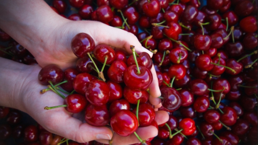 Cherry Mỹ đổ bộ Việt Nam, giá rẻ chưa từng có